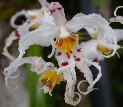 білий Домашні рослини Одонтоглоссум Квітка (Odontoglossum) фото