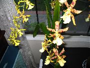 жоўты Хатнія расліны Одонтоглоссум Кветка (Odontoglossum) фота