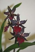 claret Inni plöntur Tiger Orchid, Liljum Orchid Blóm (Odontoglossum) mynd
