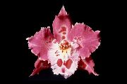 bleikur Inni plöntur Tiger Orchid, Liljum Orchid Blóm (Odontoglossum) mynd