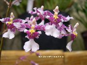 lilac Inni plöntur Dans Lady Orchid, Cedros Bí, Hlébarða Orchid Blóm (Oncidium) mynd