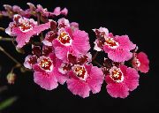 bleikur Inni plöntur Dans Lady Orchid, Cedros Bí, Hlébarða Orchid Blóm (Oncidium) mynd