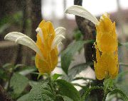 бео  Жута Шкампи Биљка, Златни Шкампи Биљка, Лоллипоп Биљка Цвет (Pachystachys) фотографија