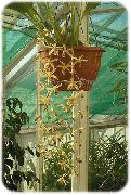 жълт Стайни растения Coelogyne Цвете  снимка