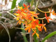 laranja Plantas de interior Buttonhole Orchid Flor (Epidendrum) foto
