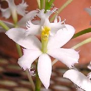 branco Plantas de interior Buttonhole Orchid Flor (Epidendrum) foto