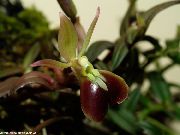 Knopf Orchidee braun Blume