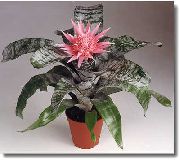Silver Vase, Urn Plant, Queen Of The Bromeliads rosa Flor