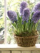 Hyacinth lilac Blóm