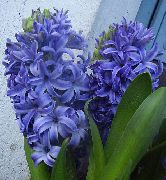 ljósblátt Inni plöntur Hyacinth Blóm (Hyacinthus) mynd