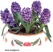 fjólublátt Inni plöntur Hyacinth Blóm (Hyacinthus) mynd