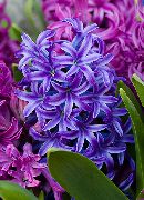 Hyacinth dökk blár Blóm