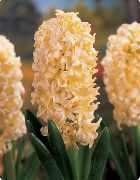 Hiacinte dzeltens Zieds