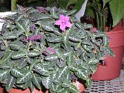 ピンク 屋内植物 サル植物、赤Ruellia フラワー  フォト