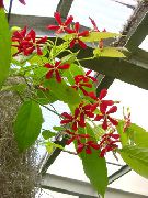 Рангун Пълзящо Растение червен Цвете