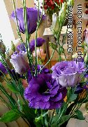 Τέξας Bluebell, Lisianthus, Γεντιανή Τουλίπα σκούρο μπλε λουλούδι