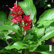 punainen Huonekasvit Sanchezia, Palo Sormet Kukka  kuva