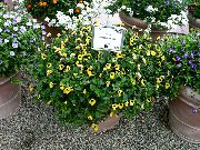 жоўты Хатнія расліны Пракладзены Кветка (Torenia) фота