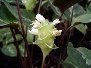 Calathea, Зебра Растение, Паун Растителна бял Цвете
