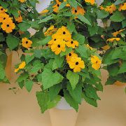 galben Plante de interior Ochi Negru Susan Floare (Thunbergia alata) fotografie