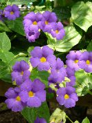 紫丁香 室内植物 黑眼圈苏珊 花 (Thunbergia alata) 照片