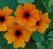 turuncu Kapalı bitkiler Siyah Göz Susan çiçek (Thunbergia alata) fotoğraf
