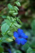 светло синьо Стайни растения Черни Очи Сюзън Цвете (Thunbergia alata) снимка