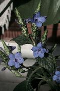 Blå Salvia, Blå Eranthemum ljusblå Blomma
