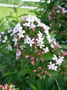 Abelia balts Zieds