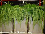 Amaranthus, Love-Løgn-Blødning, Kiwicha grønn Blomst