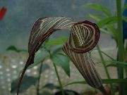 Dragon Arum, Planta Cobra, American Robin Trezire, Jack În Amvon maro Floare