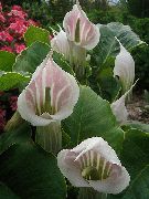 рожевий Домашні рослини Аріземи Квітка (Arisaema) фото