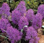 Grape Hyacinth roxo Flor