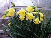 Narcises, Daffy Leju Dilly dzeltens Zieds