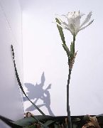hvítur Inni plöntur Sjó Daffodil, Sjór Lily, Sandur Lily Blóm (Pancratium) mynd