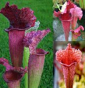 Pitcher Plant clarete Flor