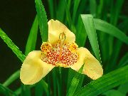 Tigridia, Meksikāņu Apvalks Ziedu dzeltens Zieds