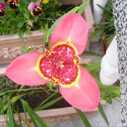 bleikur Inni plöntur Tigridia, Mexican Skel-Flower Blóm  mynd