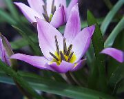 Tulip lilac Blóm