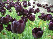 claret Inni plöntur Tulip Blóm (Tulipa) mynd