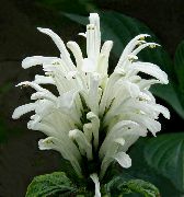Brazílski Chochol, Plameniak Kvetina biela 
