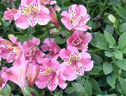 Перуански Лилия розов Цвете