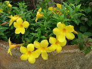 amarelo Plantas de interior Golden Trumpet Shrub Flor (Allamanda) foto