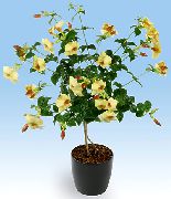 amarillo Plantas de interior Arbusto Trompeta De Oro Flor (Allamanda) foto