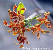 Strophanthus laranja Flor