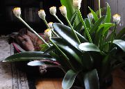 alb Plante de interior Pensula, Crin Sânge, Ou Mare, Puf De Pulbere Floare (Haemanthus) fotografie