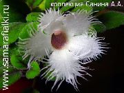 білий Домашні рослини Альсобія Квітка (Alsobia) фото