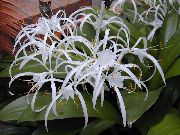 beyaz Kapalı bitkiler Örümcek Zambak çiçek (Hymenocallis-caribaea) fotoğraf