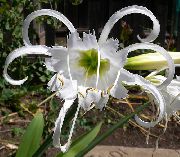 balts Telpaugi Zirneklis Lilija, Ismene, Jūra Narcise Zieds (Hymenocallis-festalis) foto