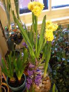 geel Kamerplanten Amaryllis Bloem (Hippeastrum) foto